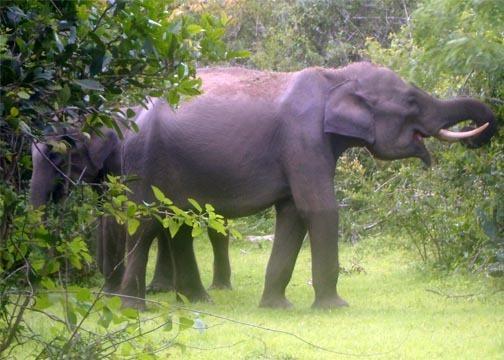 Гостевой дом Savinrose Safari Hotel - Yala