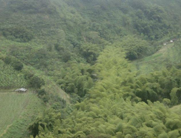 Отель Finca Hotel Cafetos