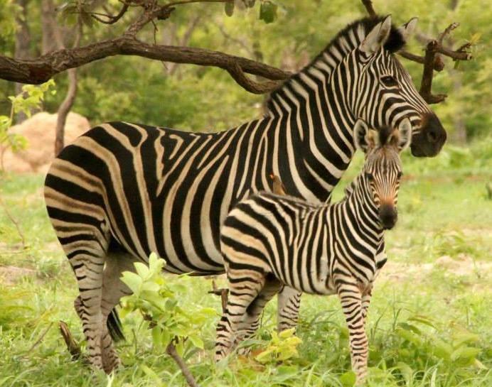 Отель Fathala Wildlife Reserve