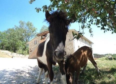 Отель Farm stay Val Di Boccio