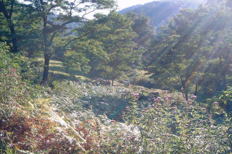 Апартаменты Ecogite Senteurs des Bois