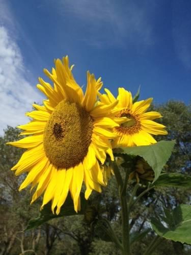 Отель Farm stay Agriturismo Prunara