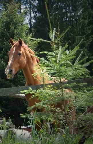 Ranch in Carpathians