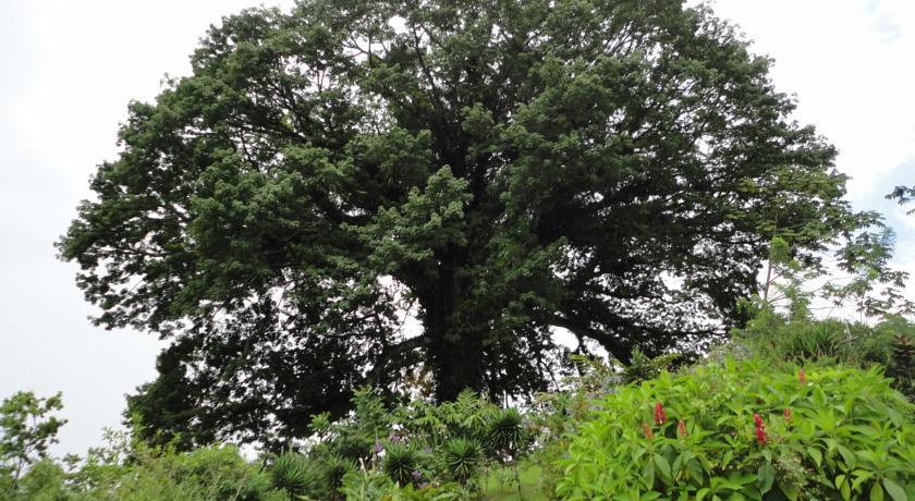 Отель La Ceiba Tree Lodge