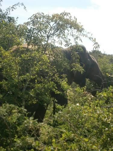 Sudu Surfing Cottage