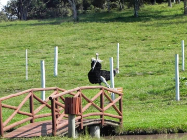 Гостевой дом Pousada Fazenda Campinho