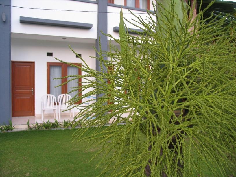 Отель Hotel Lurus