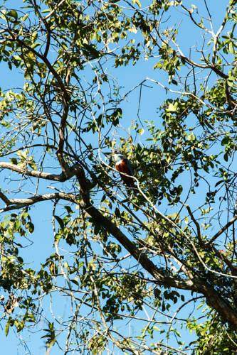 Отель Hotel Pantanal Mato Grosso