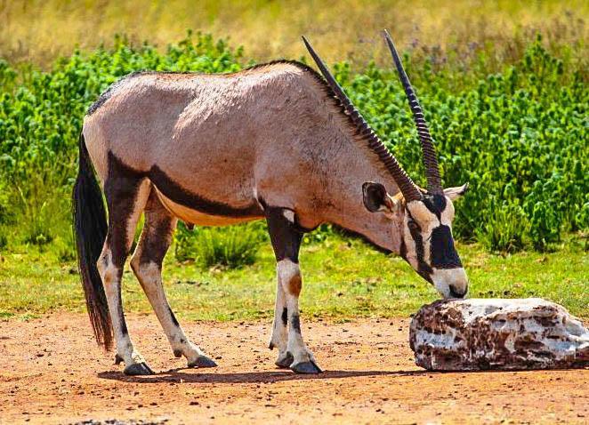 Отель Inyanga Safari Lodge