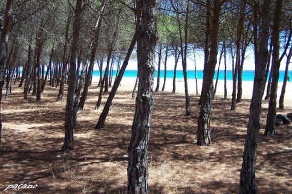 Апартаменты Il Paradiso degli Ulivi A