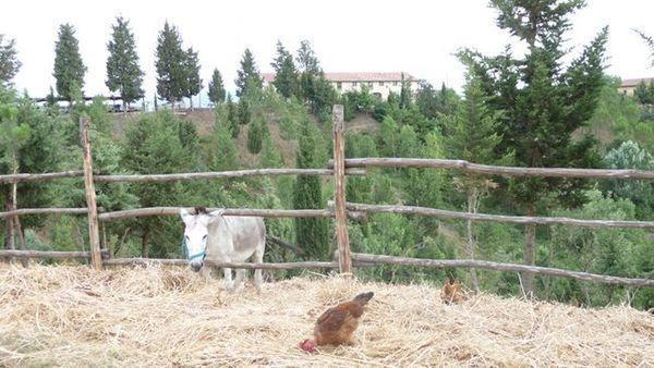 Апартаменты Apartment in Volterra II