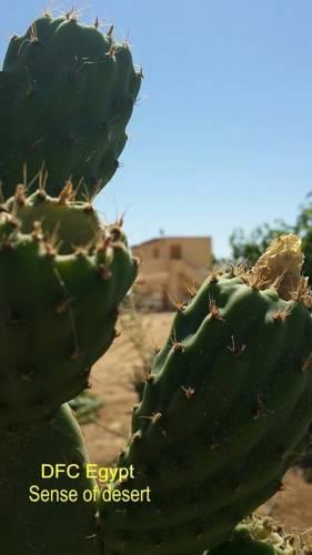Отель Desert Fox Club Camp