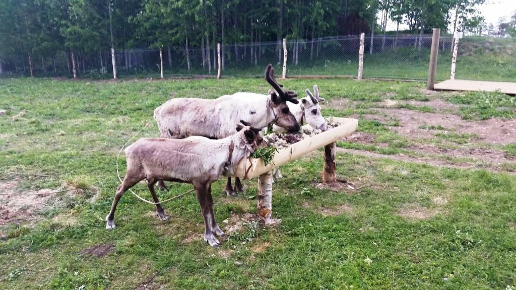 Гостиница Турбаза Шуезеро
