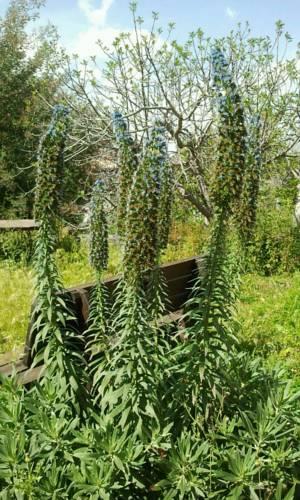 Отель Il Giardino della Strega Innamorata