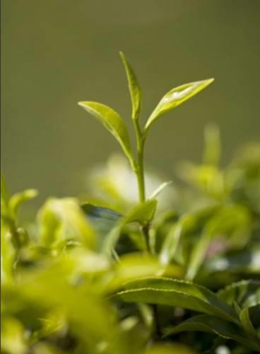 Landison Longjing Resort Hangzhou
