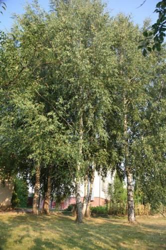 Гостиница Коттедж в Раубичах