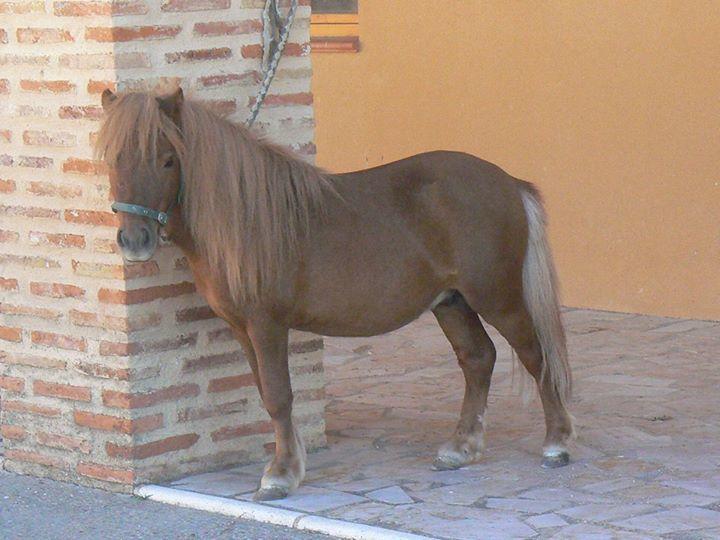 Отель Hotel Rural La Casona de Andrea