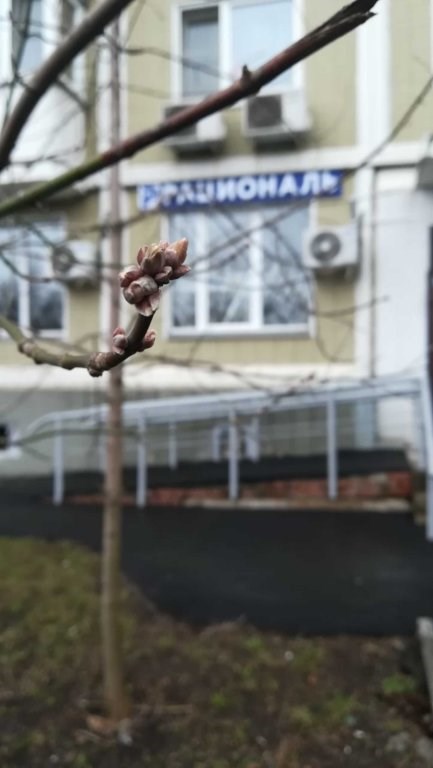 Рациональ Кутузовский
