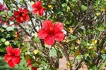 Hibiscus Affittacamere