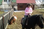 Гостевой дом Pension House with Ponies