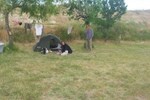 Dilek Camping