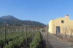 Azienda Agricola Vesevus - Sorrentino Vini