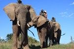 Отель Addo Elephant Back Safaris