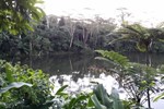 Отель Colo-I-Suva Rainforest Eco Resort