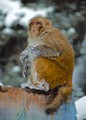Безлюдный курорт в Гималаях или сноуборд среди диких обезьян - фотографии из Индии - Travel.ru