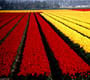 Бесконечность цветущих тюльпанов - фотографии из Нидерландов - Travel.ru