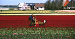 Бесконечность цветущих тюльпанов - фотографии из Нидерландов - Travel.ru