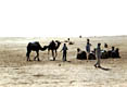 Пустыня - фотографии из Туниса - Travel.ru