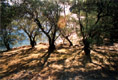 Оливковый рай или остров Корфу - фотографии из Греции - Travel.ru