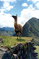 Путешествие по Перу - фотографии из Перу - Travel.ru