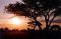 Дзимбадзамабве, можно просто Зимбабве - фотографии из Зимбабве - Travel.ru