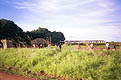 Автостопом через Африку: от реки Волги до реки Оранжевой. Глава 21. Замбия. Часть третья - фотографии из Замбии - Travel.ru