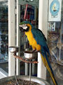 попугай для привлечения туристов / Фото из Доминиканской Республики