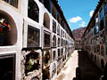 Кактусы в цвету - фотографии из Боливии - Travel.ru