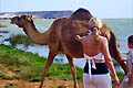 Салала. Дайвинг в Омане - фотографии из Омана - Travel.ru
