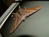 Ночная бабочка. Крылья 30 см / Фото из Лаоса