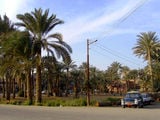 Пальмовые рощи в Мемфисе / Фото из Египта