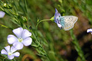Цветы привлекают насекомых / Фото с Украины