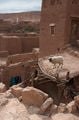 бараны-высотники / Фото из Марокко