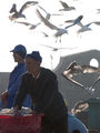 рыбный рынок у крепостных бастионов / Фото из Марокко