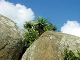 Скалы и растительность / Фото из Свазиленда