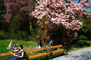 Цветущие парки / Фото из Австрии