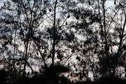 Дерево, увешанное лисицами / Фото из Малайзии