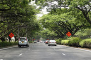 Затененные деревьями улицы / Фото из Малайзии