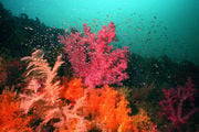 Мягкие кораллы и маленькие рыбки / Фото из Южной Кореи