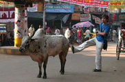 корова / Индия